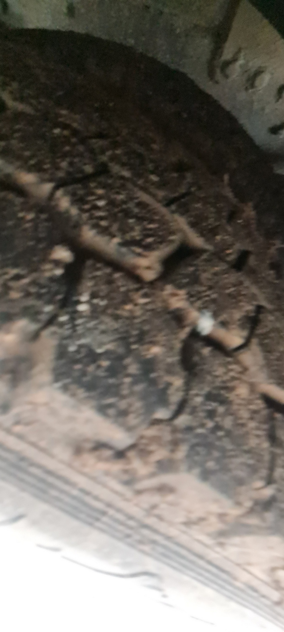 Компас 9 (ш-бортовой РУСТРАК 5389Е1 на ш КАМАЗ 43089-44511) 2023 г. - фото 51